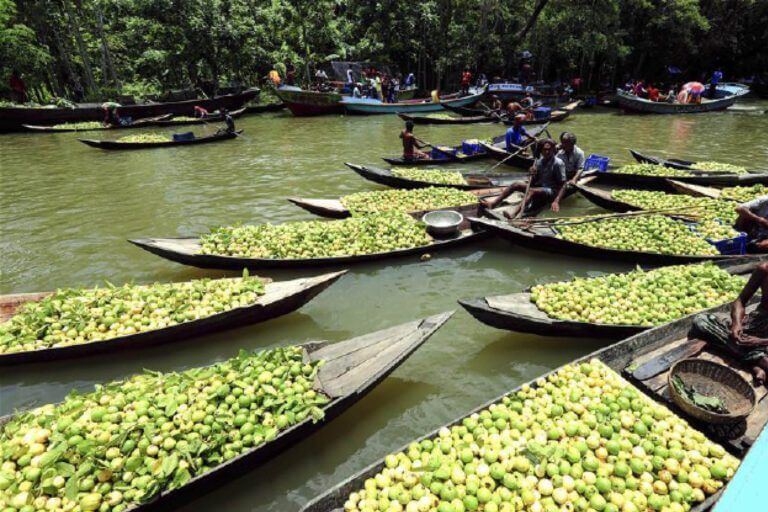 A bustling river market scene featuring boats filled to the brim with fresh green guavas, showcasing a vibrant harvest and trade on the water.