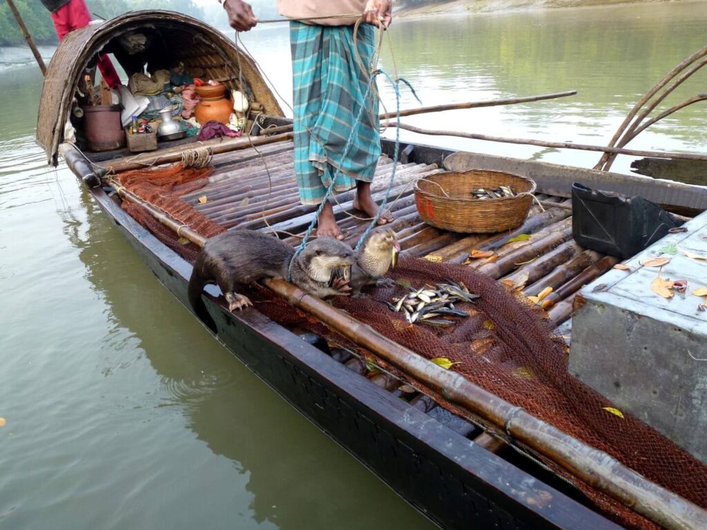 Two otters are leashed on a fishing boat, surrounded by nets and fish, with a man standing nearby on a river.