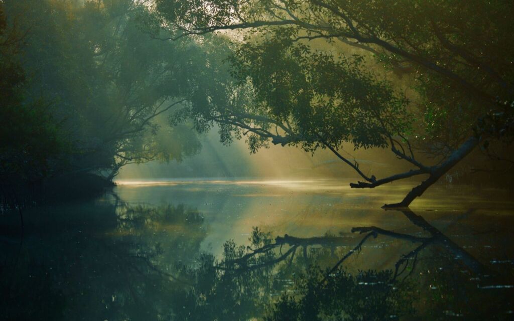 Sunlight streams through a misty forest, casting a golden glow on the water and reflecting the trees above.