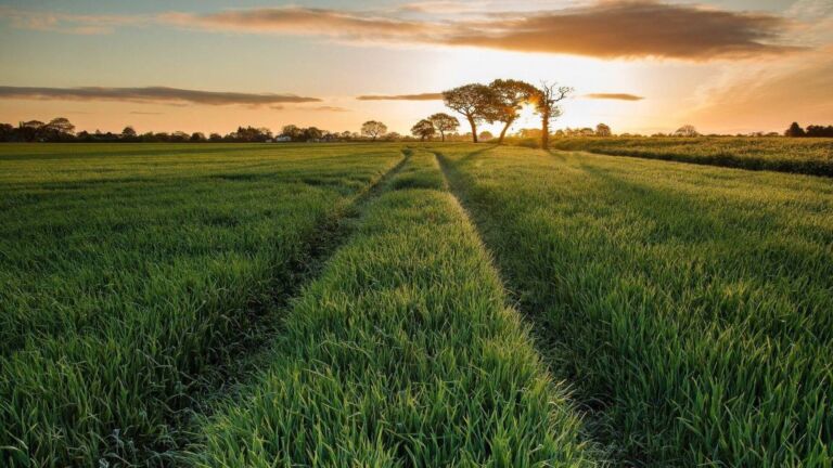 A serene landscape of a green field with a pathway leading to trees silhouetted by the setting sun.