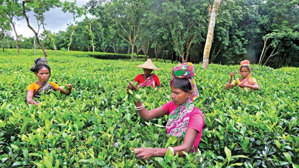 Four women are harvesting tea leaves in a lush green field under a cloudy sky, surrounded by trees.