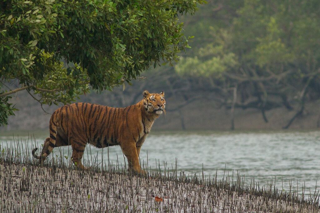 A tiger stands on a bank next to a body of water, with trees nearby.