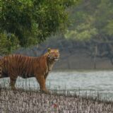 Tiger Spotting in the Mangroves of Sundarbans National Park