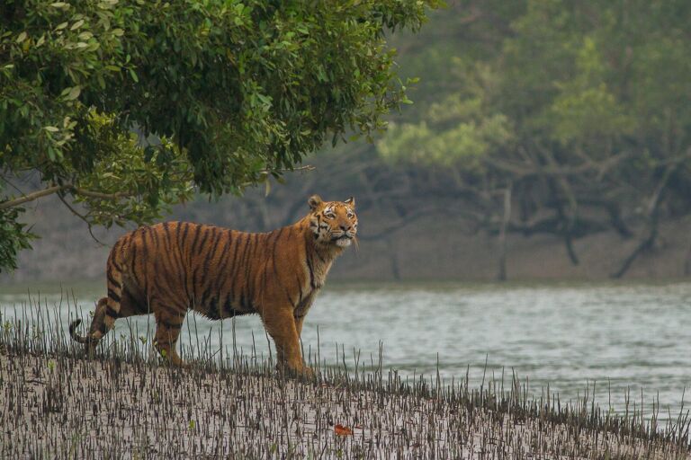 A tiger stands on a bank next to a body of water, with trees nearby.