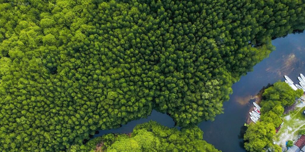 Aerial view of a lush green forest meeting a dark river with boats docked along the shore.
