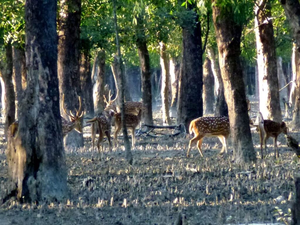 A group of spotted deer graze among the trees in a sun-dappled forest.