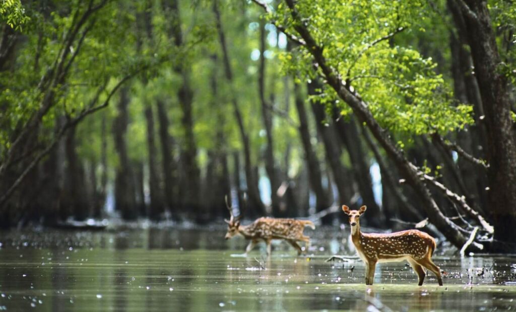 Two spotted deer stand in shallow water within a mangrove forest, one facing forward and the other walking in the background.