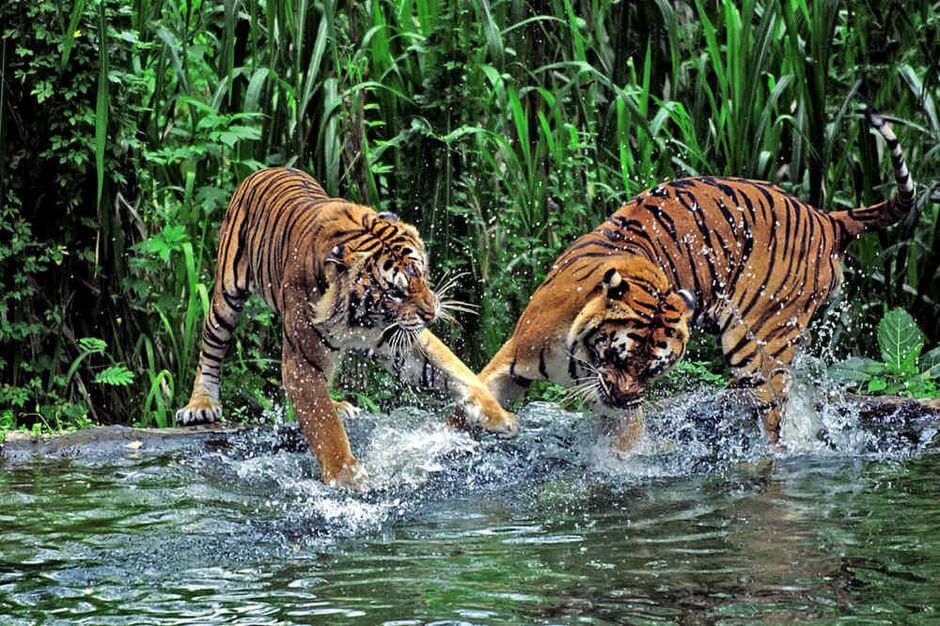 Two tigers are playfully interacting in a body of water with lush green vegetation in the background.