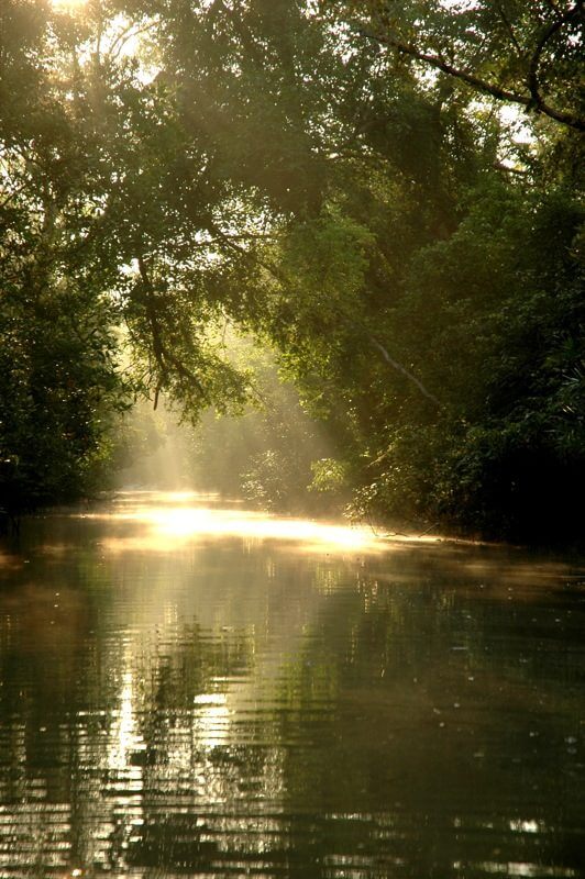 The image shows a tranquil river surrounded by lush green trees, with sunlight filtering through the branches and reflecting on the water's surface.