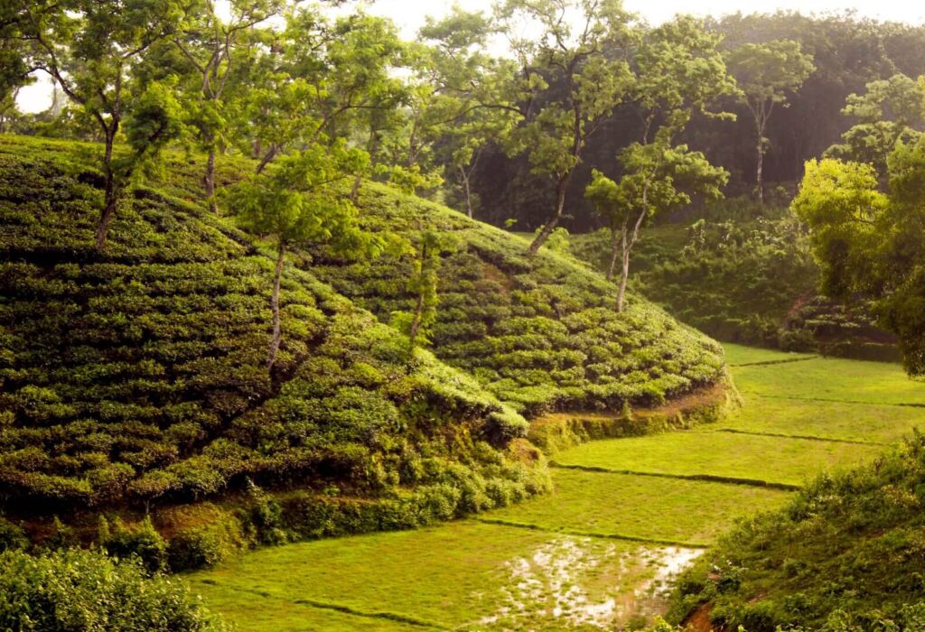 A lush, verdant landscape of terraced tea plantations and rice paddies nestled amidst rolling hills and trees under soft light.
