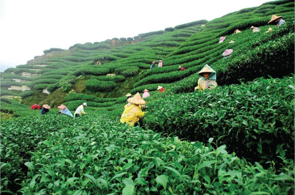 A lush green tea plantation on a hillside, where many people in traditional hats are harvesting the leaves.
