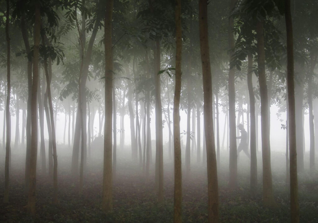 A dense forest shrouded in mist, with tall trees obscuring a person walking in the distance.