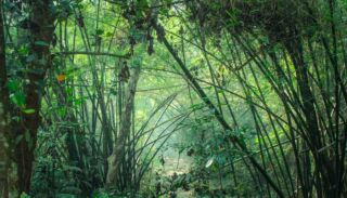 Lawachara Forest Reserve Visit Lush green bamboo forest creates a dense, peaceful atmosphere with light filtering through the stalks.