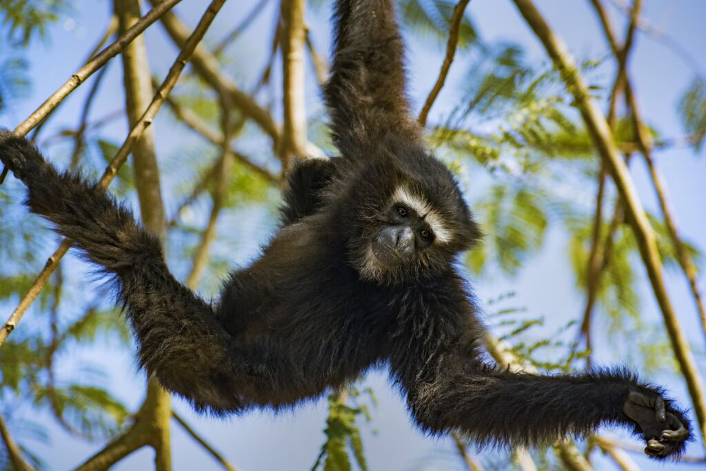 A black gibbon with white facial markings hangs from tree branches against a blue sky, looking directly at the viewer.