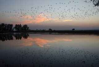 Madhabpur Lake, Lawachara and Baikka Beel A tranquil sunset scene features a flock of birds silhouetted against a pastel sky and reflected in a calm body of water, with trees lining the horizon.