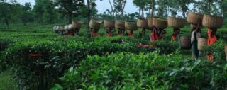 Cultural Immersion With The Manipuri Tribe Women work at a tea plantation carrying baskets on their heads.