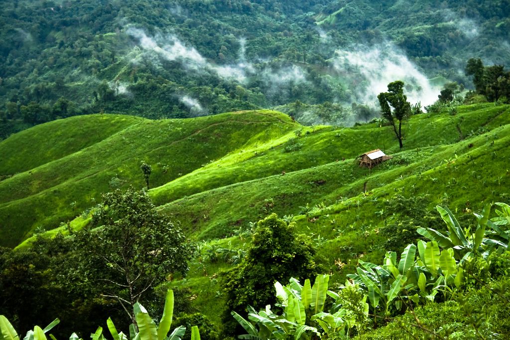 Lush green hills roll under a sky dusted with fog, with a small hut nestled amongst the verdant landscape and tropical foliage.