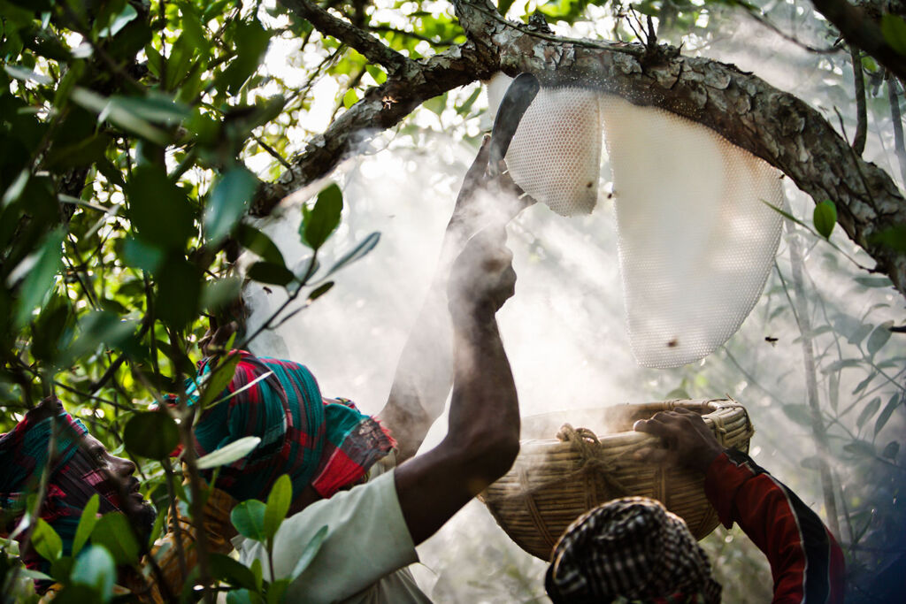 In the jungle, two men harvest honey from a honeycomb using a smoker and a basket.
