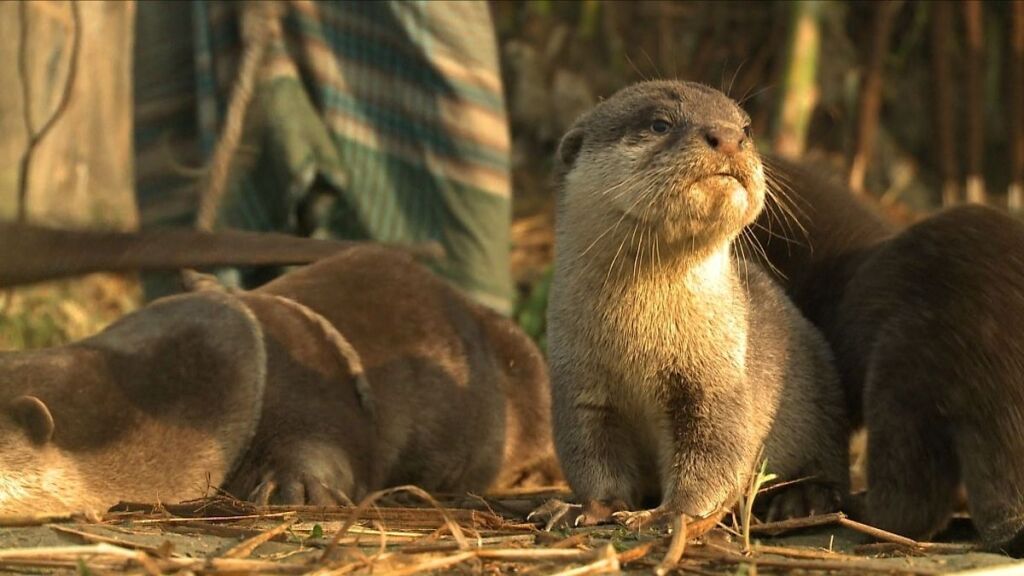 Several otters are resting on the ground, with one sitting upright and alert, illuminated by sunlight, while others lie down around it.