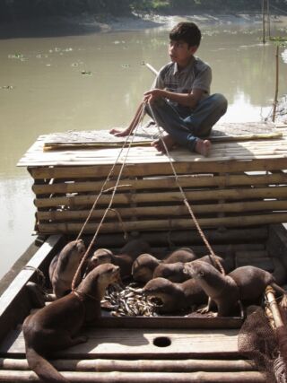 A boy sits on a bamboo raft overlooking a boat filled with otters eating fish.