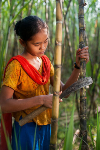 Explore Rangamati By Houseboat A young woman harvests sugarcane with a machete in a field.
