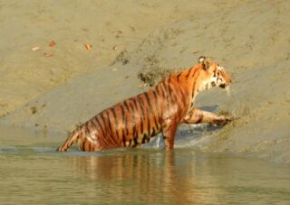 A tiger is walking through water toward a muddy bank.