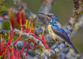 A colorful sunbird perches on a branch adorned with vibrant red and yellow flowers, creating a captivating contrast against the blurred green background.