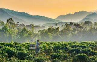 A worker carries baskets through a lush tea field with mist-covered mountains in the background under a golden sky.