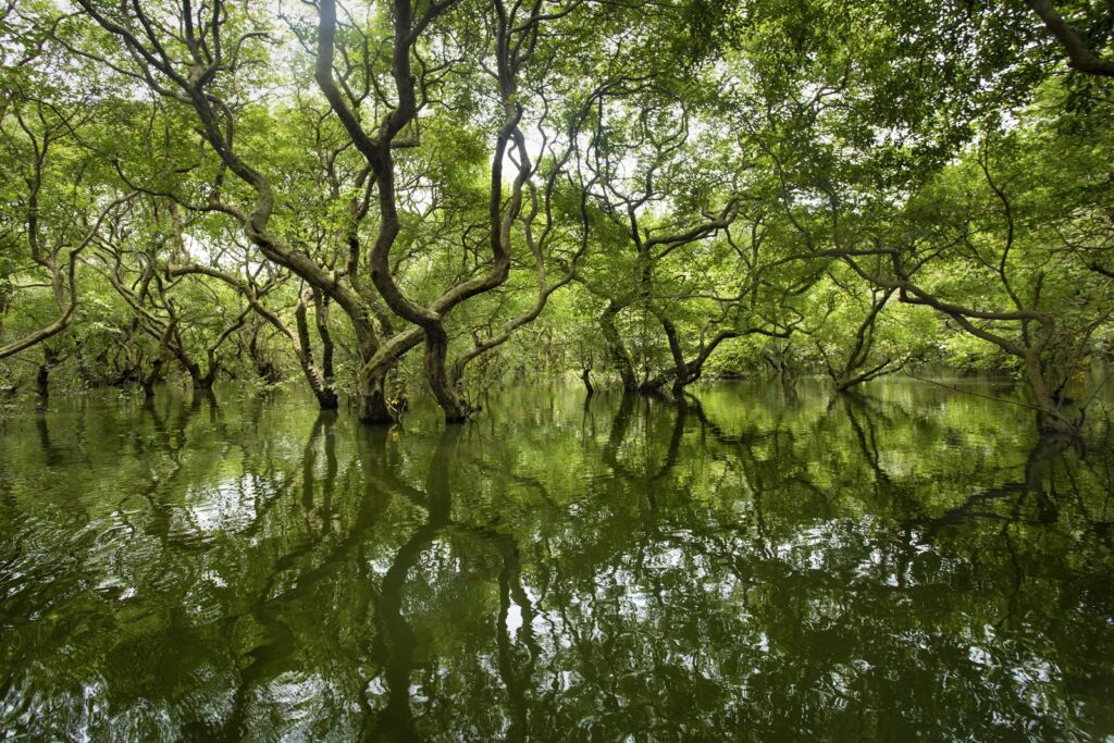 Lush green trees rise from a body of water, their branches and leaves reflected in the green-tinted water, creating a serene and captivating flooded forest landscape.