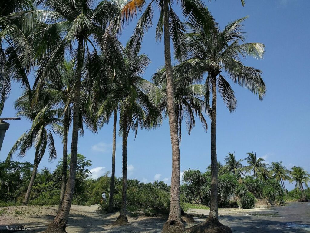 Palm trees stand tall under a clear blue sky, with a sandy ground and lush greenery adding to the tropical scene.