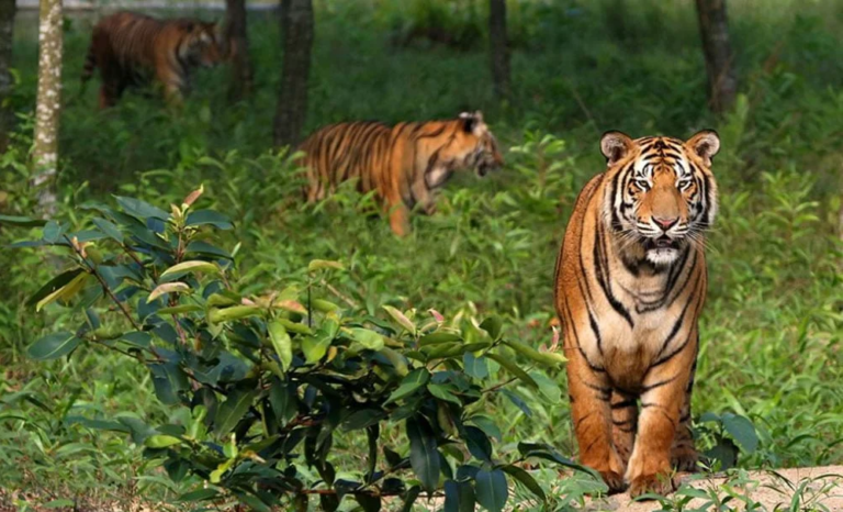 The image shows three tigers in a forest, one standing prominently in the foreground, another walking behind it, and a third further in the background.