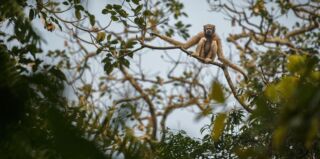Sundarban Mangroves Helicopter Tour A gibbon with long arms sits on a tree branch surrounded by green leaves.