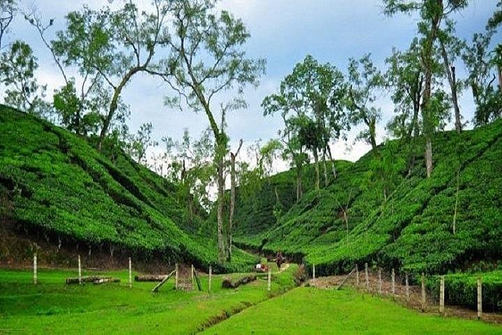 A lush green valley filled with terraced tea plantations and scattered trees under a cloudy sky creates a serene landscape.